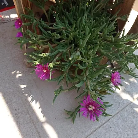 شقة رومانتيك *